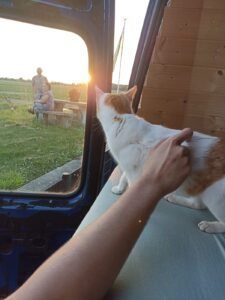 Lil cat