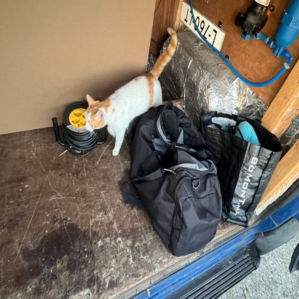 Cats roam freely around the campsite.