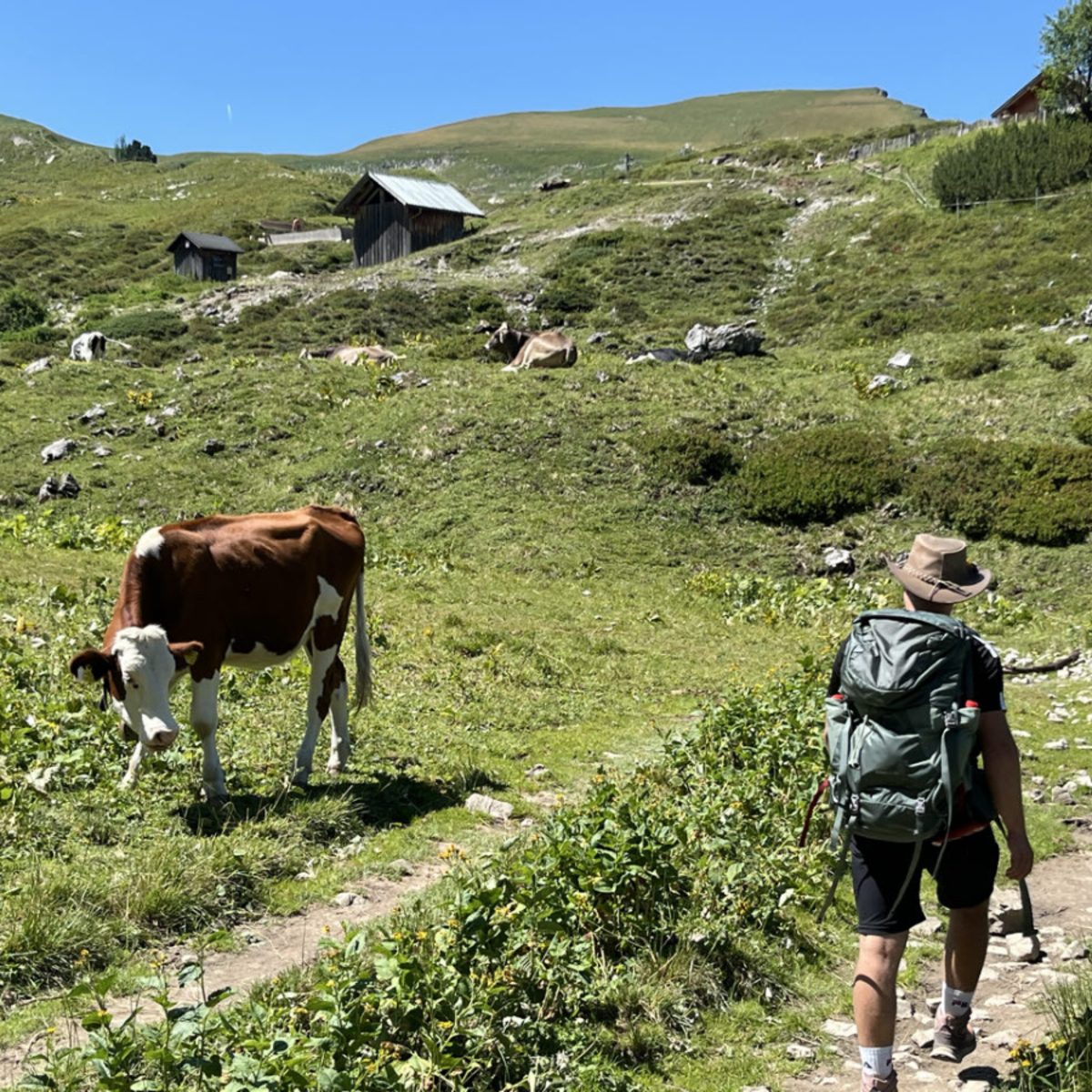 Noah and a cow