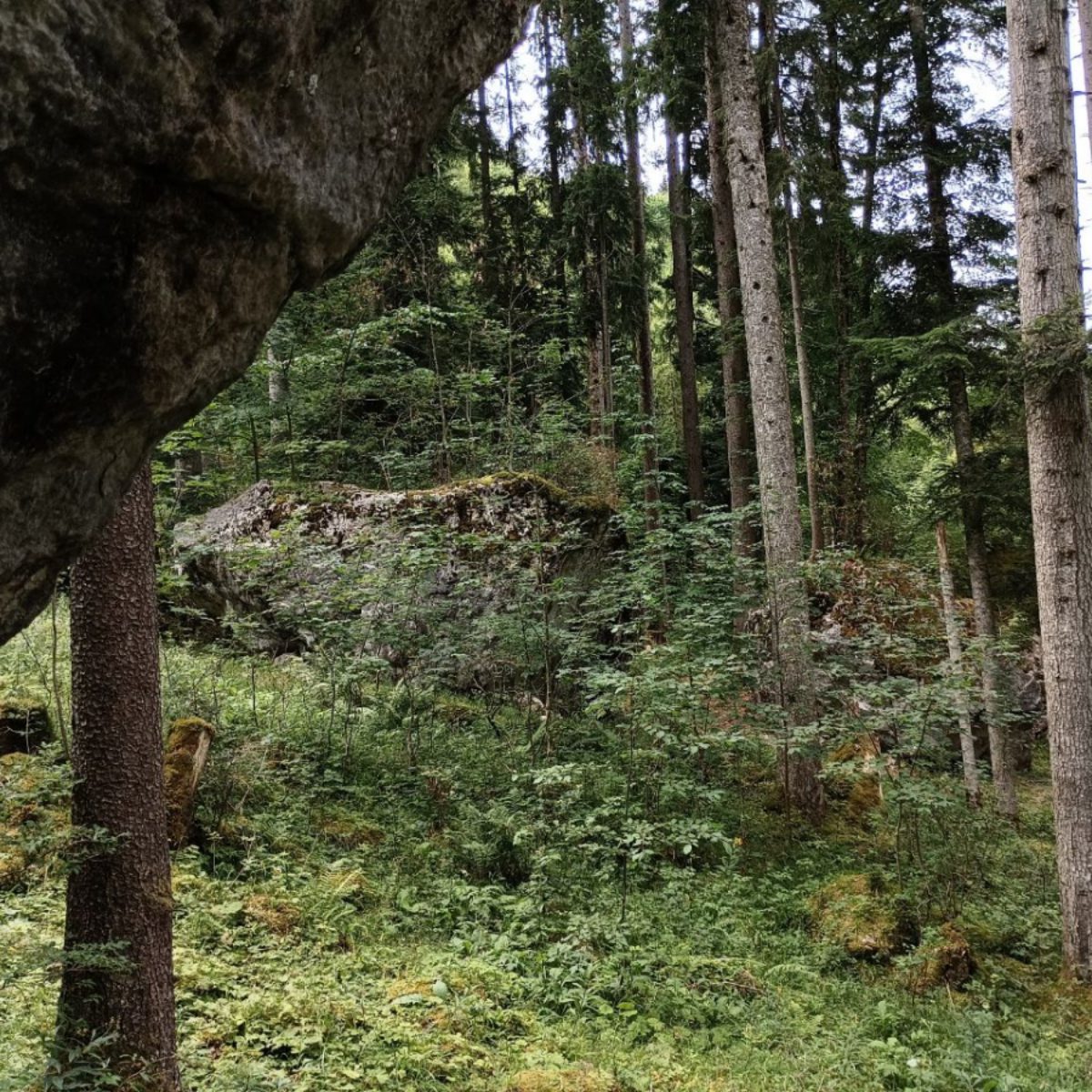 The forest around the Vilsner blocs.
